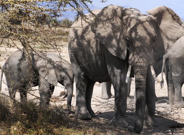 elefanti Kenya